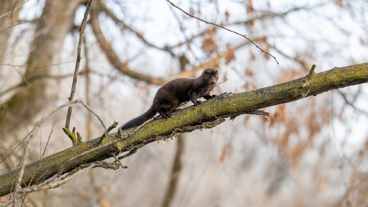 American Mink - ML646623015