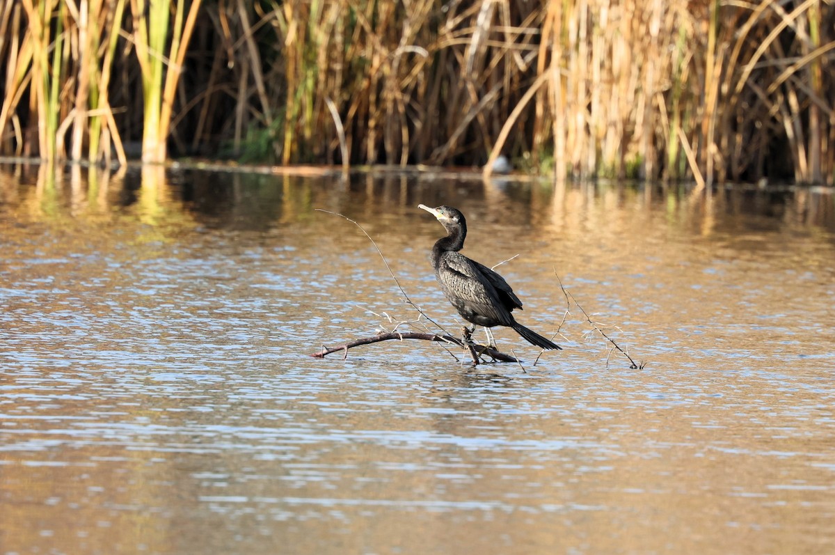 ナンベイヒメウ - ML646623030