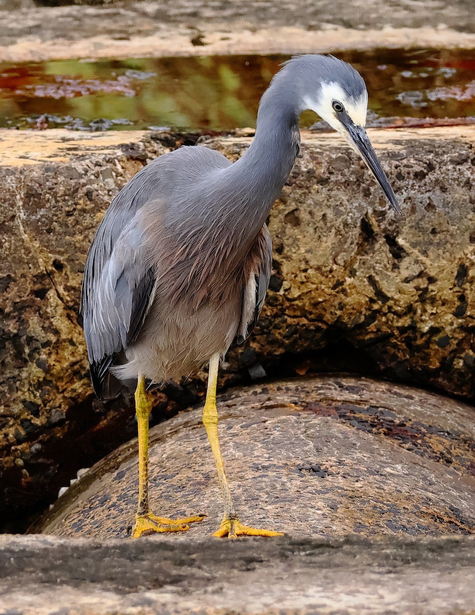 White-faced Heron - ML646623041