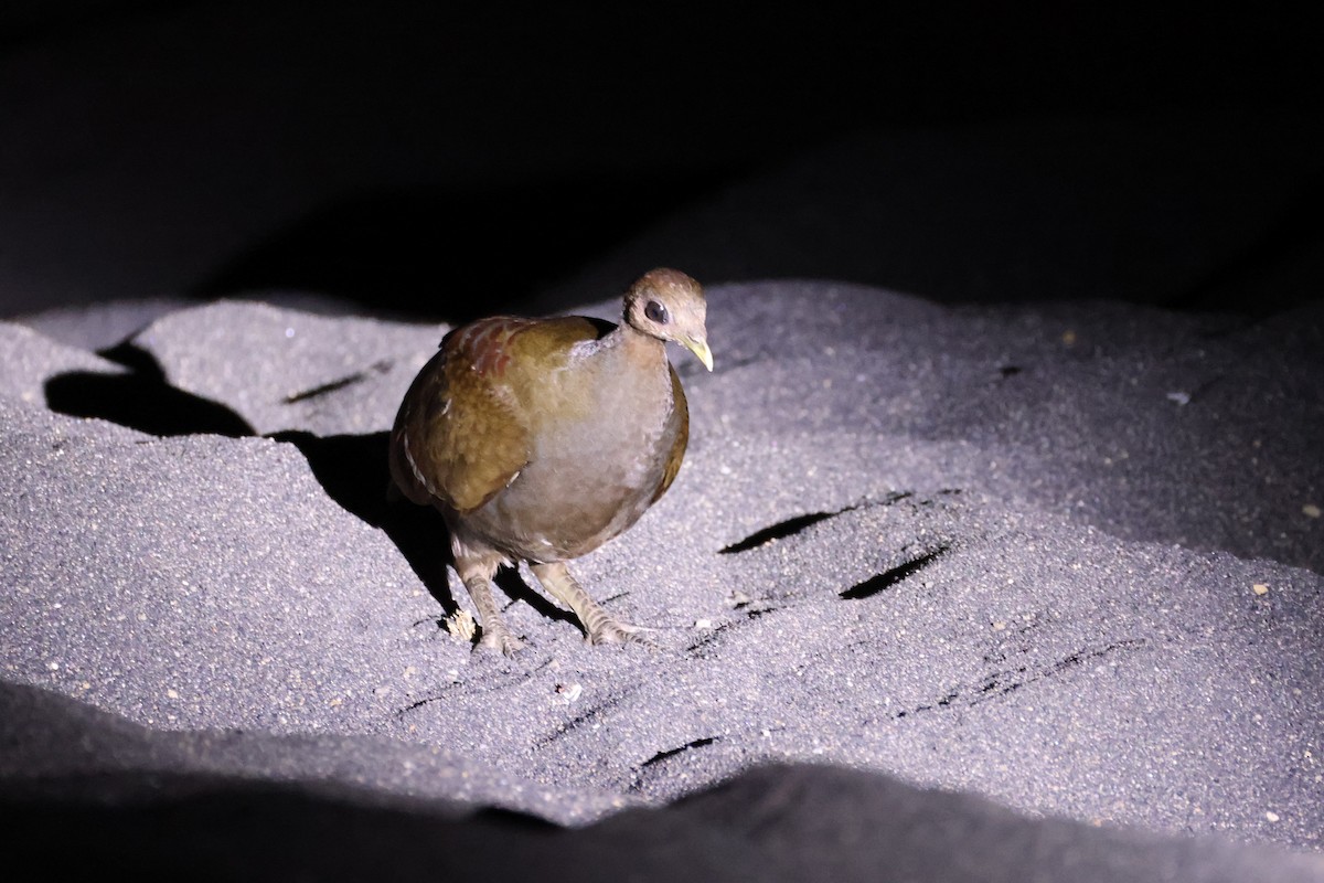 Великоніг молуцький - ML646623043