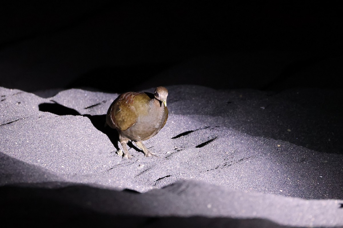 Великоніг молуцький - ML646623044