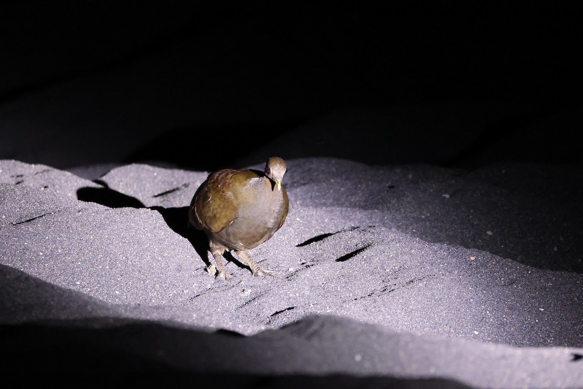 Великоніг молуцький - ML646623045