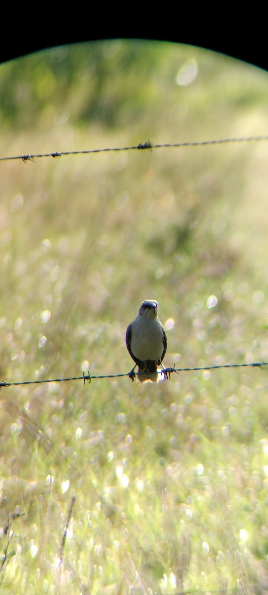 Tropical Mockingbird - ML646623046
