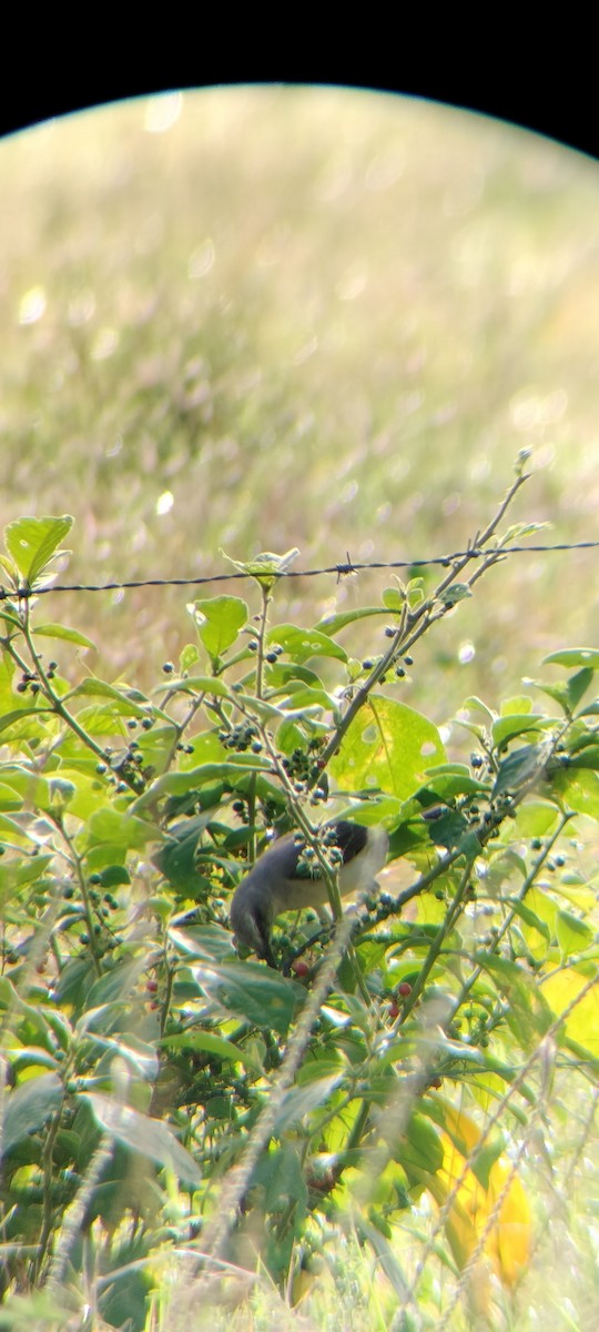 Tropical Mockingbird - ML646623047