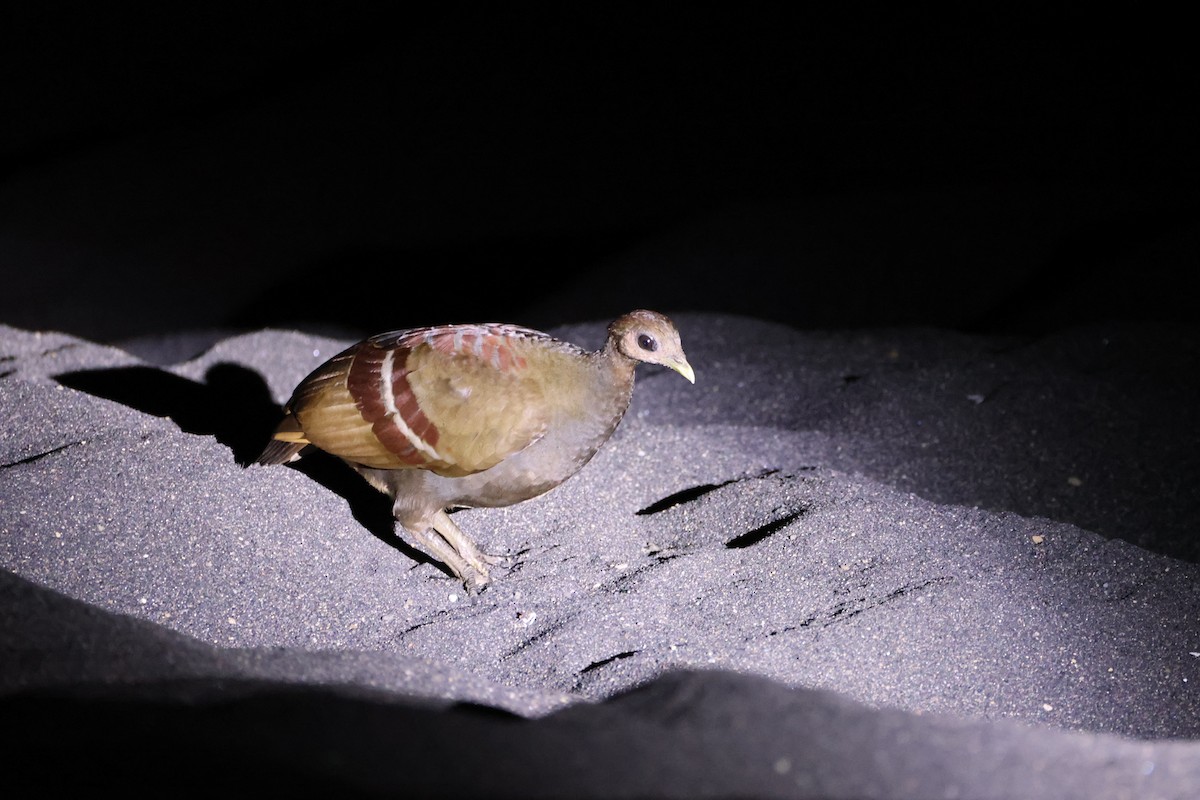 Великоніг молуцький - ML646623048