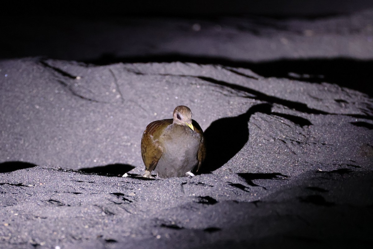 Великоніг молуцький - ML646623050