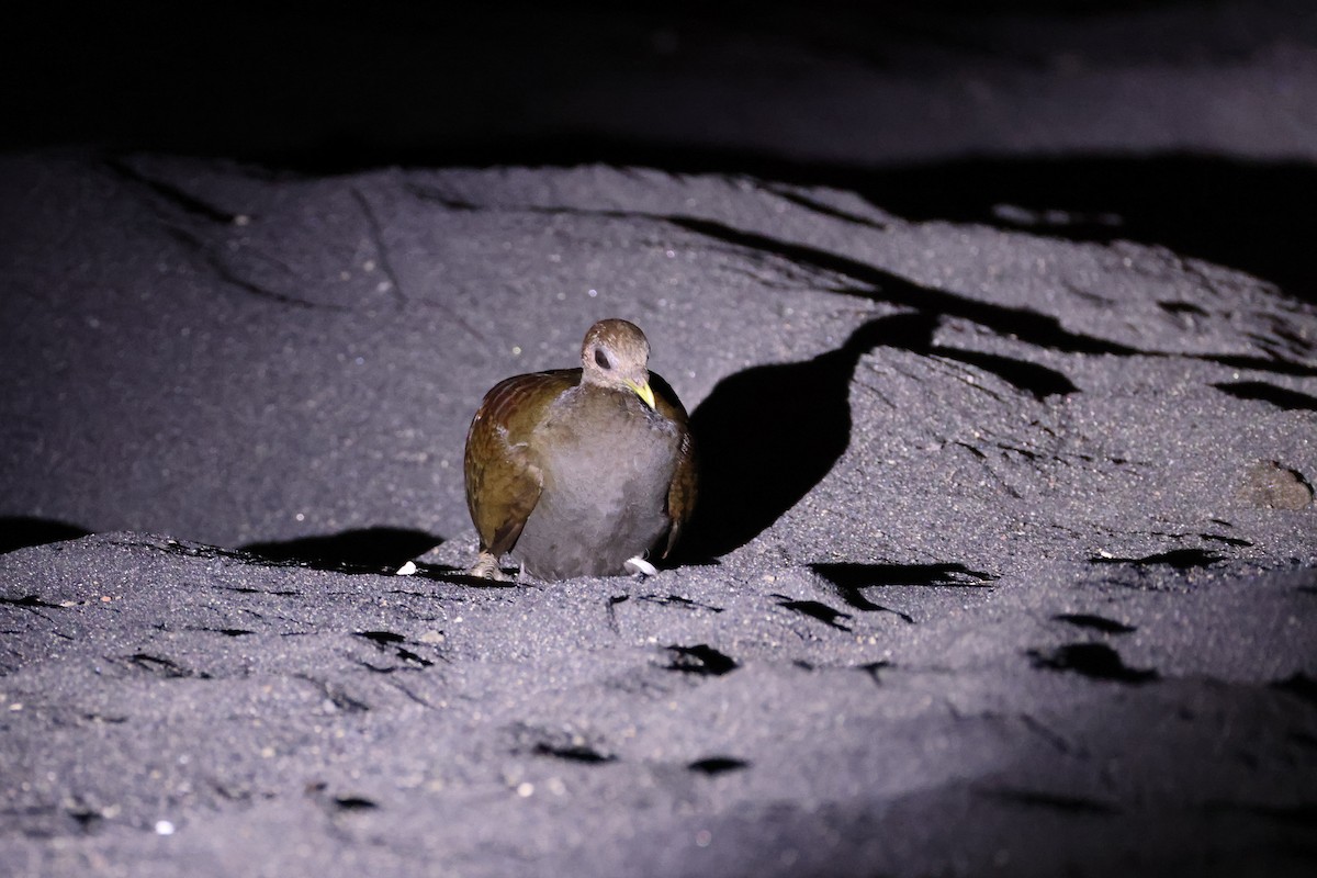 Wallace-Großfußhuhn - ML646623051