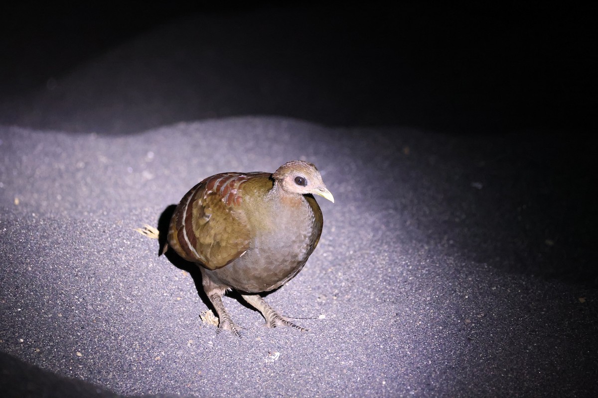 Wallace-Großfußhuhn - ML646623052