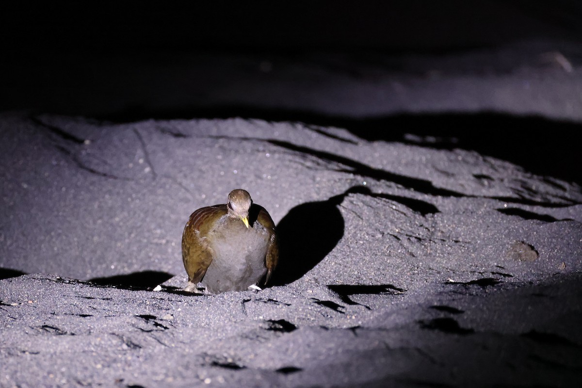 Wallace-Großfußhuhn - ML646623053