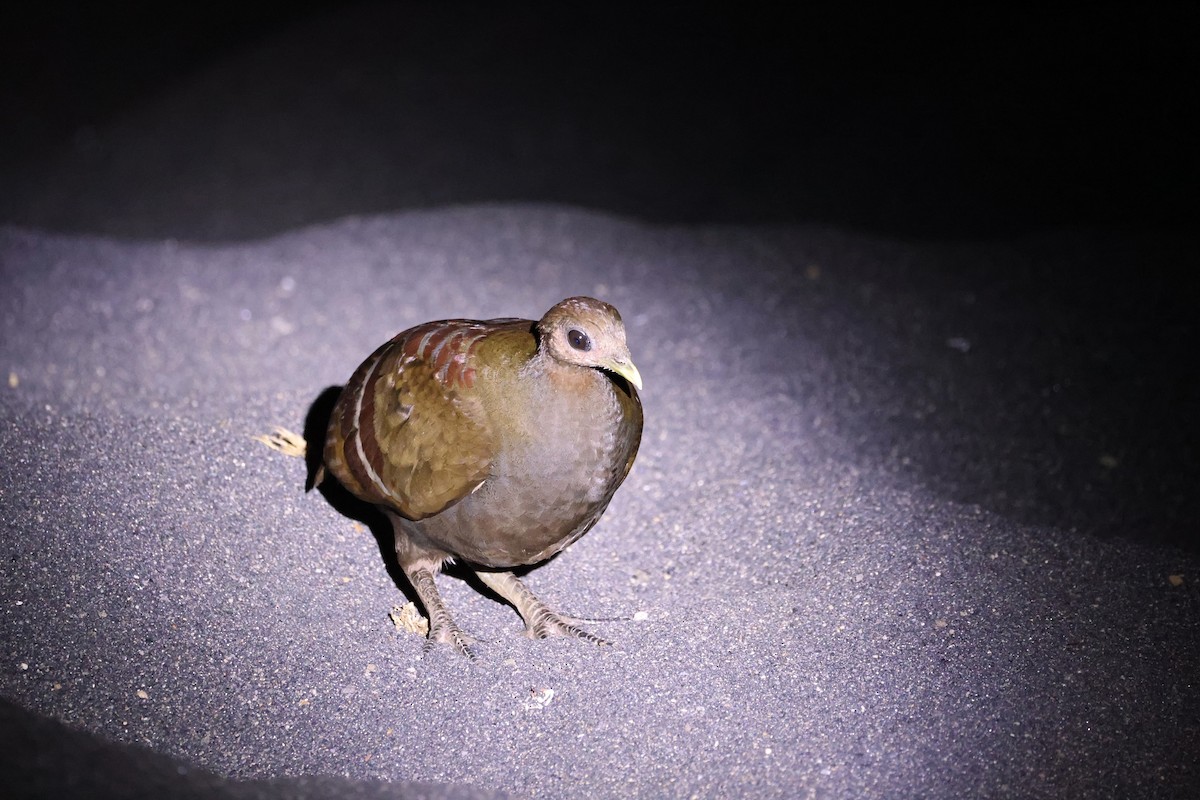 Wallace-Großfußhuhn - ML646623054