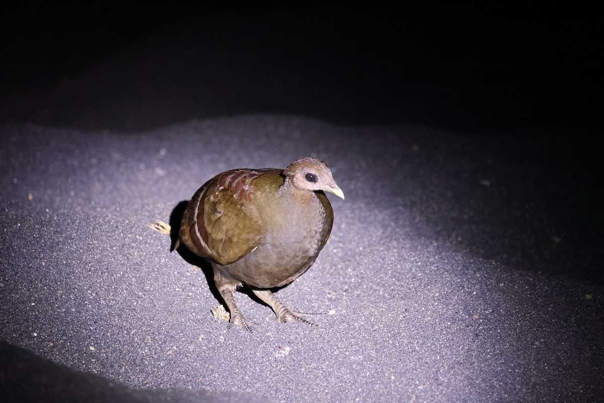 Wallace-Großfußhuhn - ML646623055