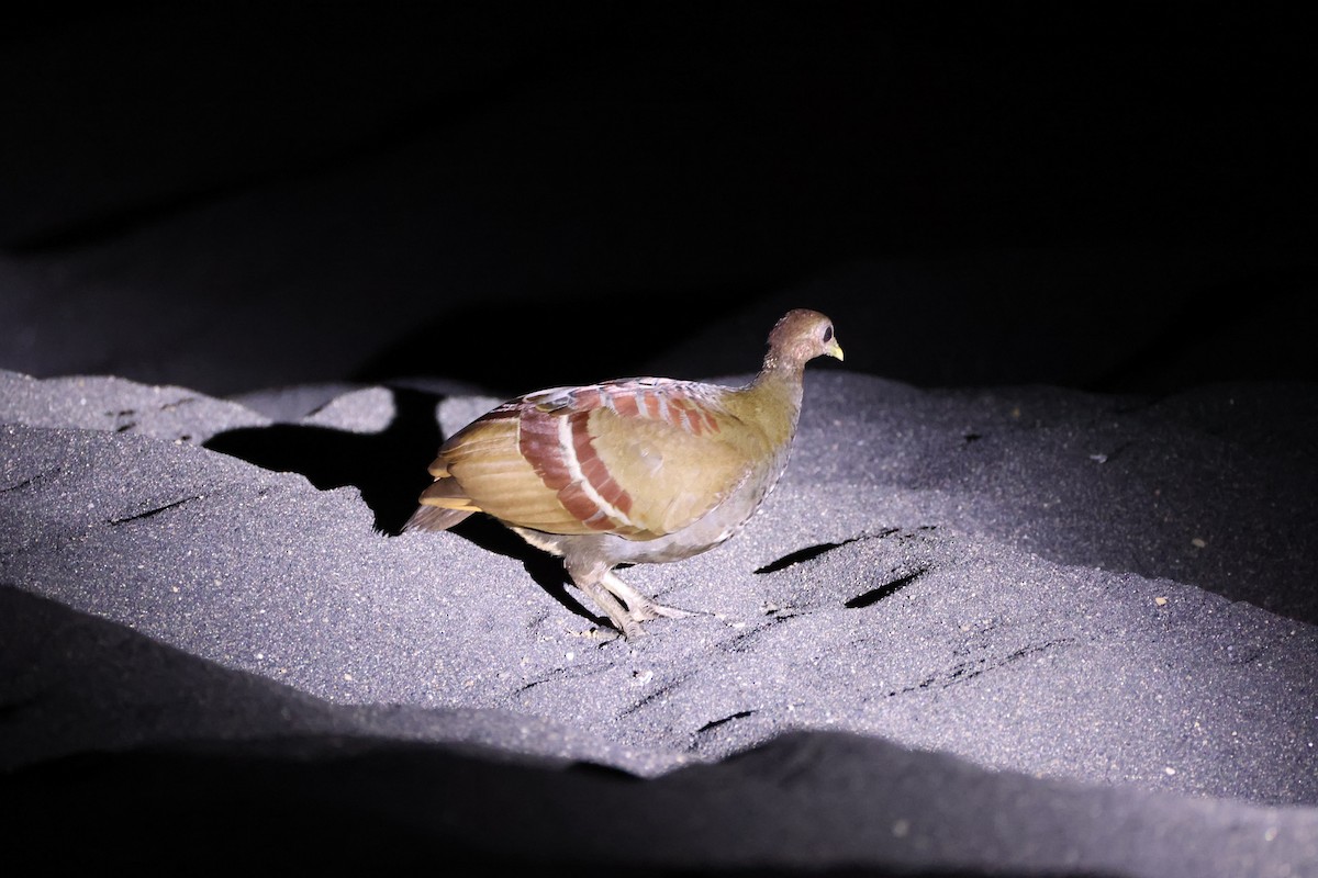 Wallace-Großfußhuhn - ML646623056