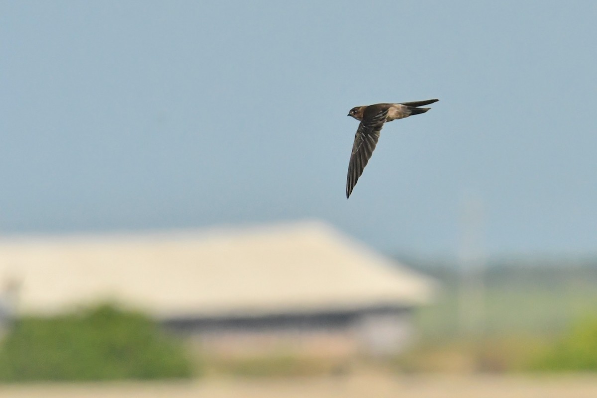 White-nest Swiftlet (Germain's) - ML646623057