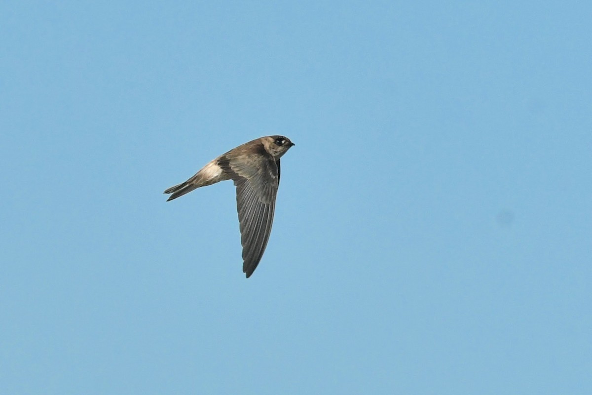 White-nest Swiftlet (Germain's) - ML646623058