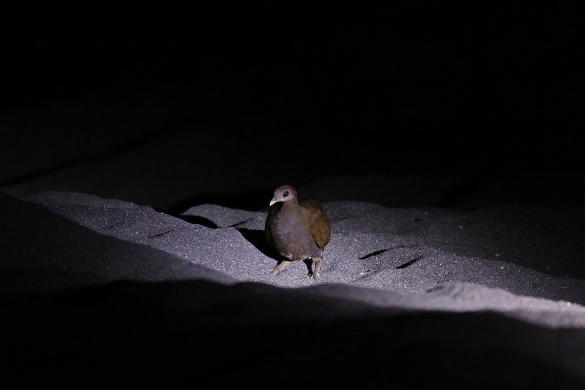 Moluccan Megapode - ML646623059