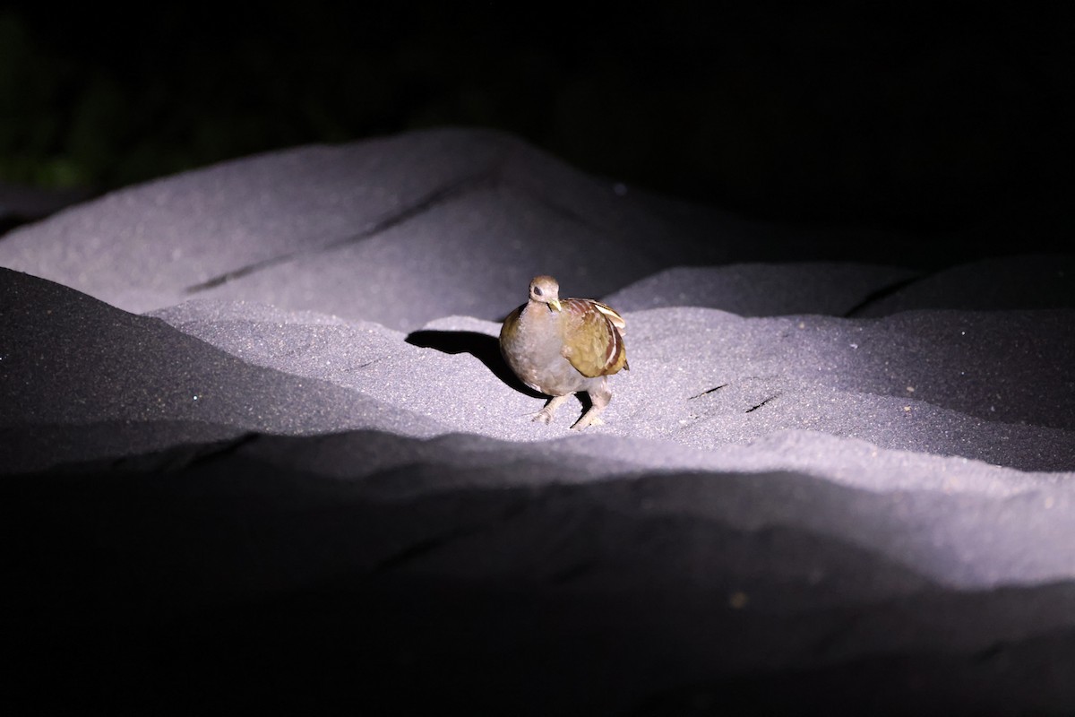 Moluccan Megapode - ML646623061