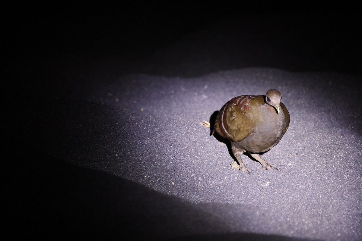 Moluccan Megapode - ML646623062