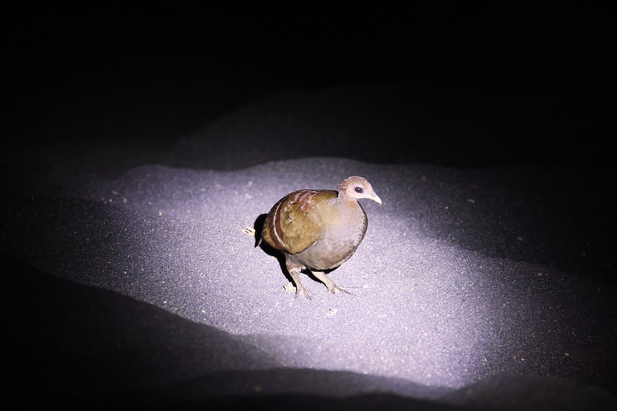 Moluccan Megapode - ML646623063