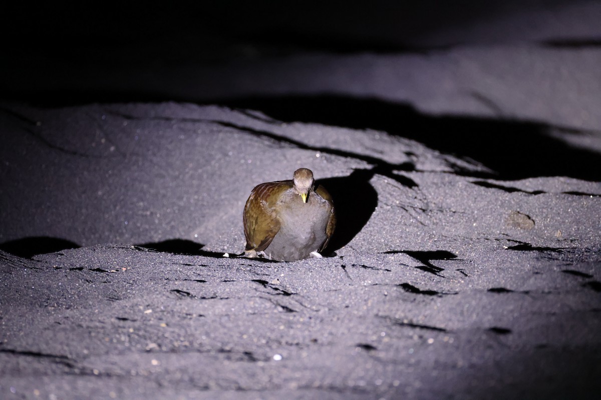 Moluccan Megapode - ML646623064