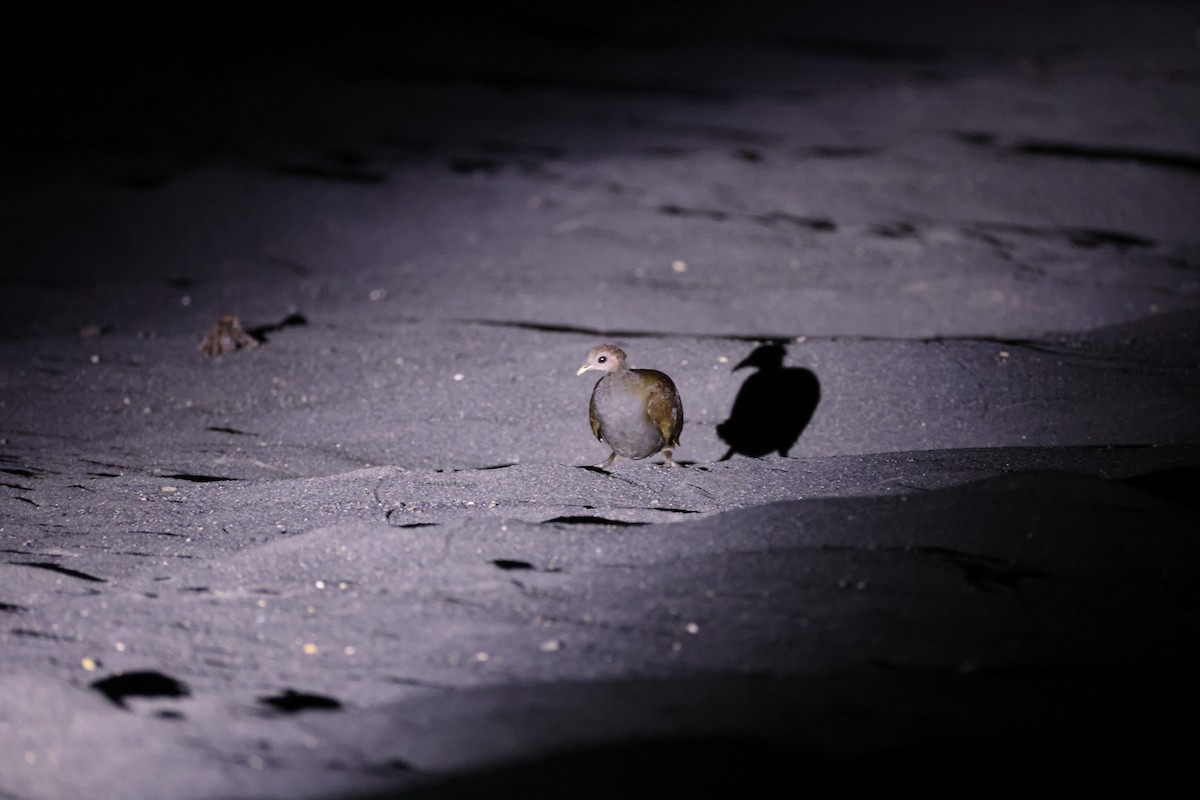 Moluccan Megapode - ML646623065