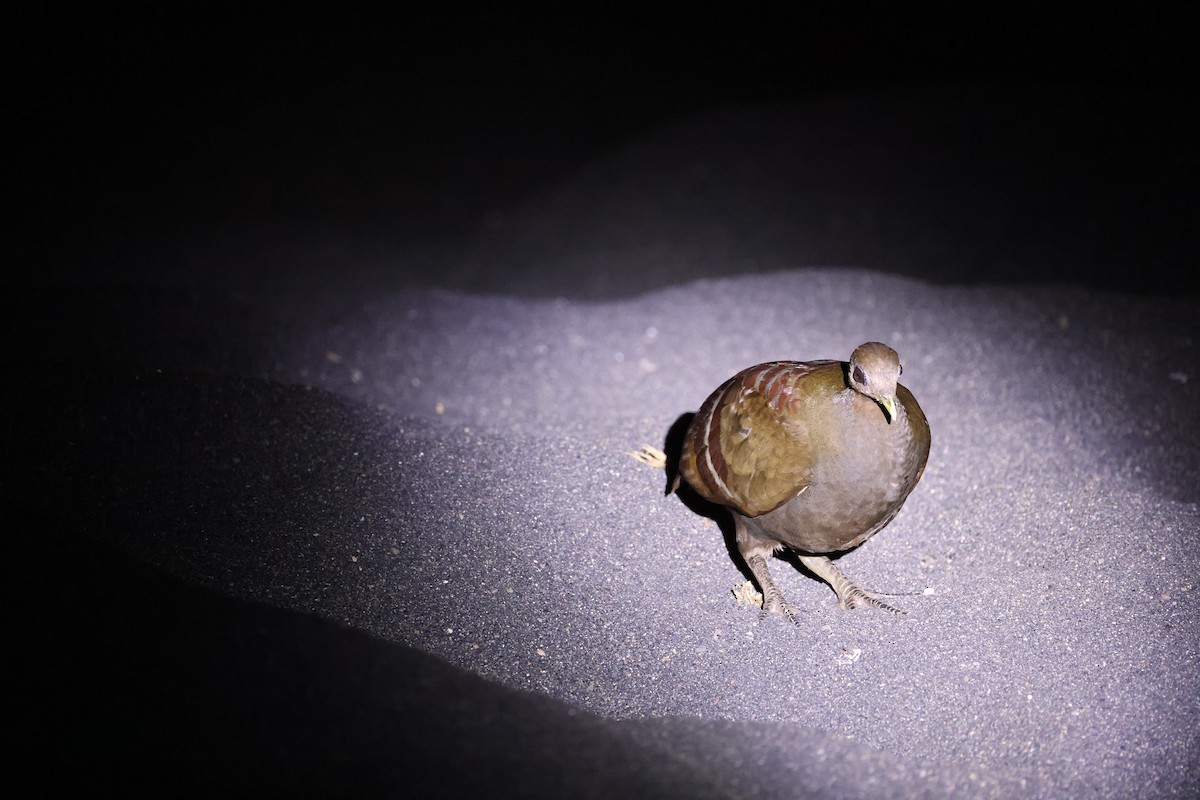 Moluccan Megapode - ML646623066