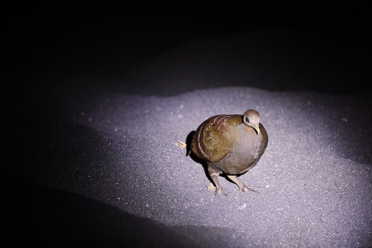 Moluccan Megapode - ML646623067