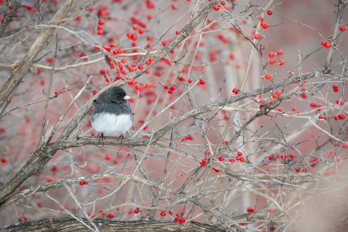 strnadec zimní - ML646623068