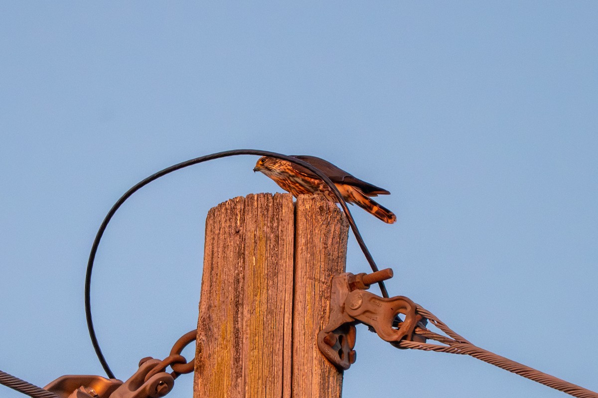 Підсоколик малий - ML646623072