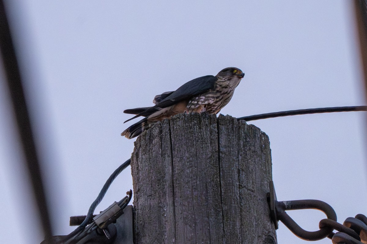 Підсоколик малий - ML646623073
