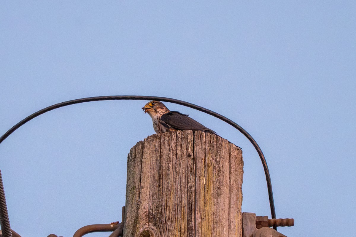 Підсоколик малий - ML646623074