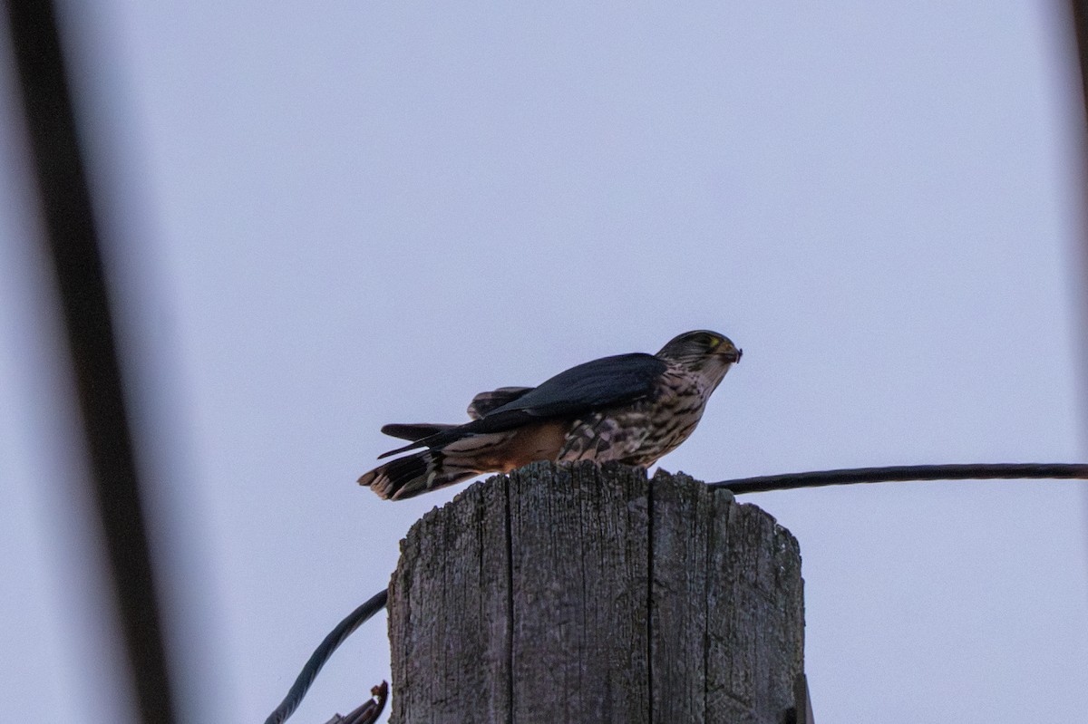 Підсоколик малий - ML646623075