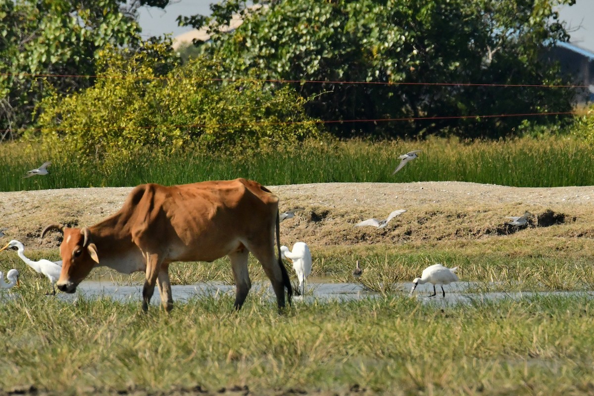 Black-faced Spoonbill - ML646623077