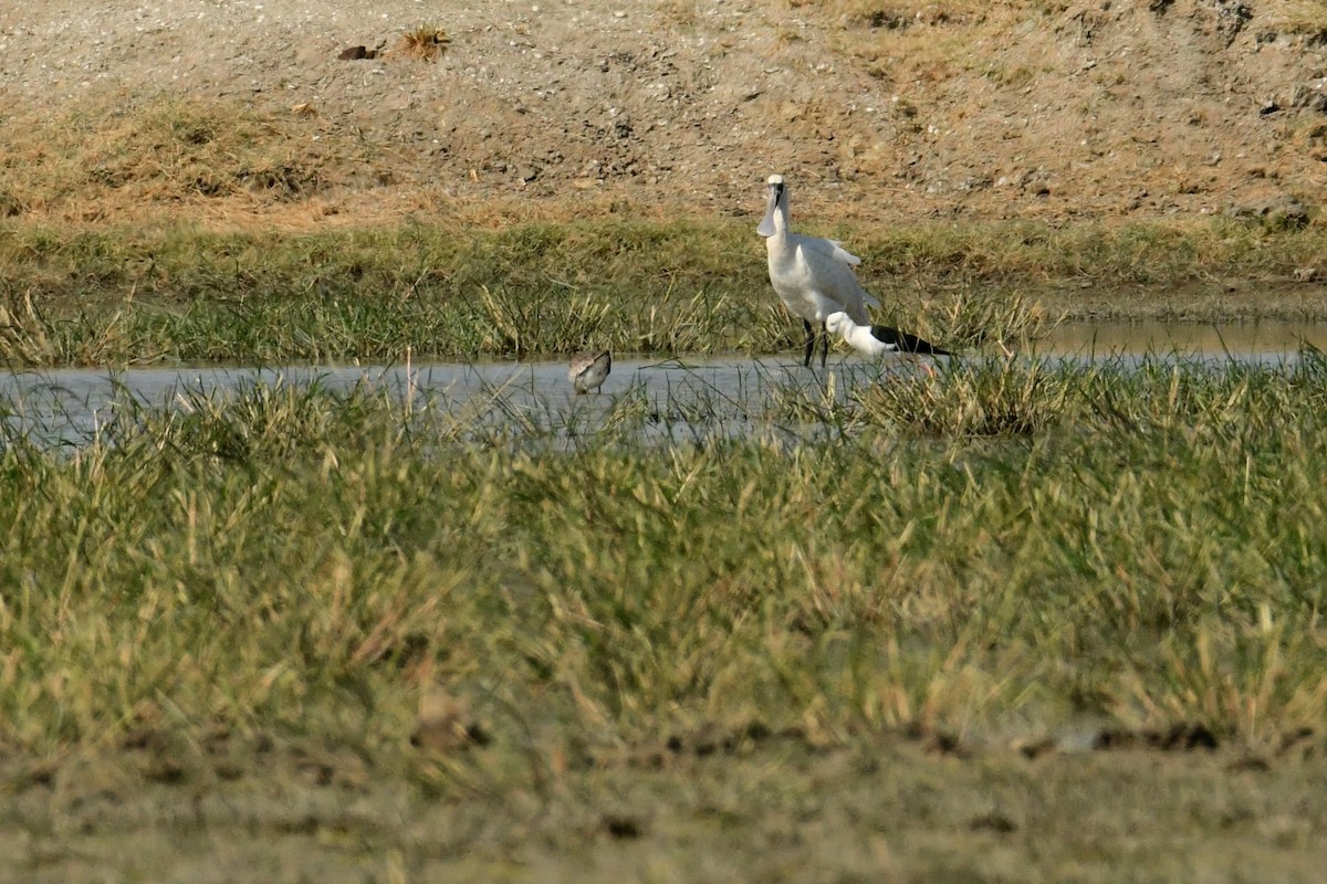 Black-faced Spoonbill - ML646623078