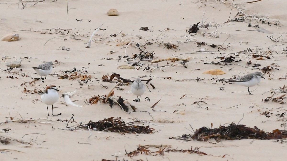 Пісочник рудоголовий - ML646623079