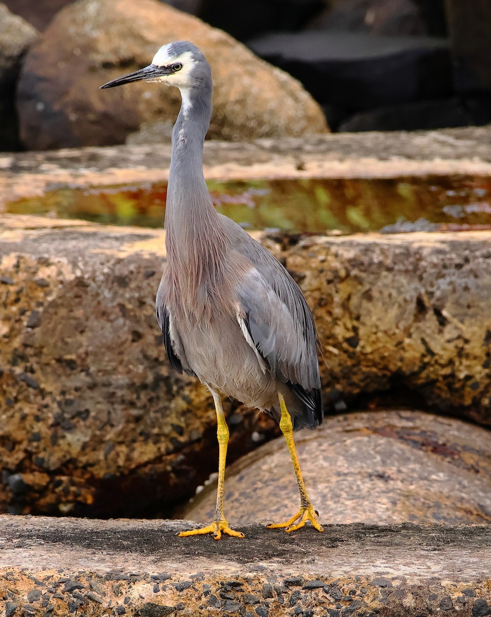 White-faced Heron - ML646623087