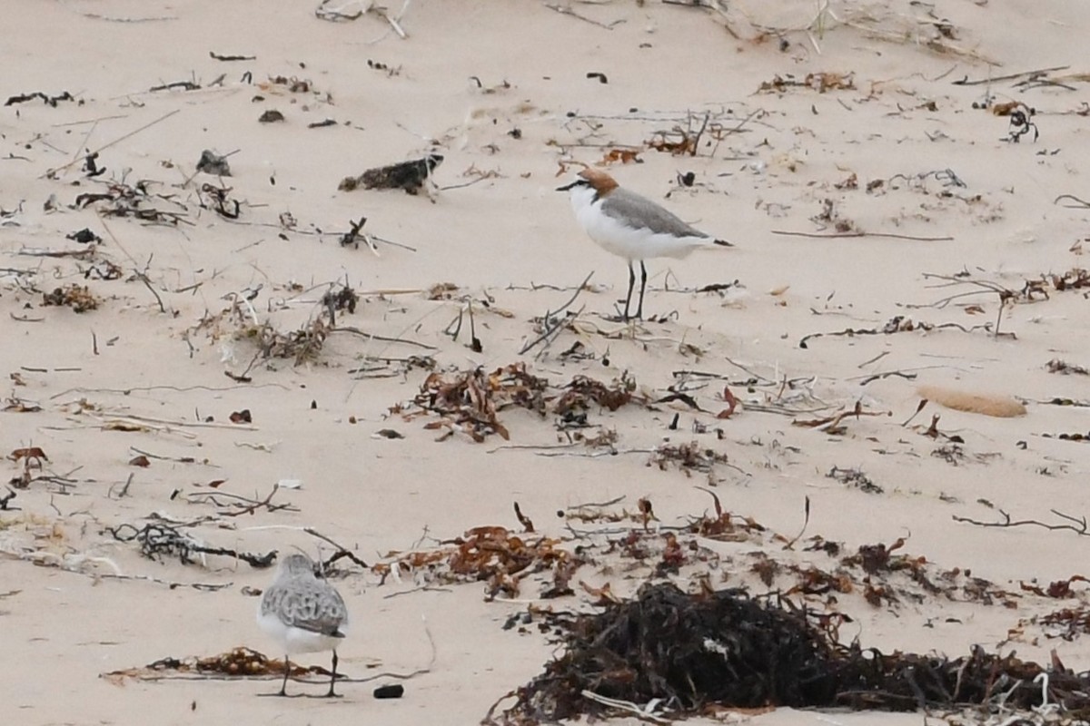 Пісочник рудоголовий - ML646623088