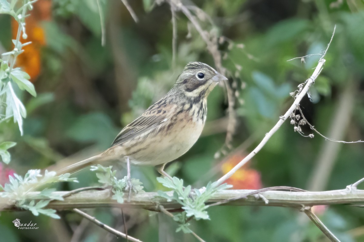 Вівсянка сіроголова - ML646623089