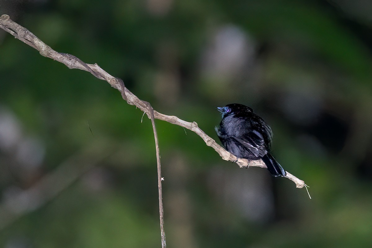 Міагра молуцька - ML646623090