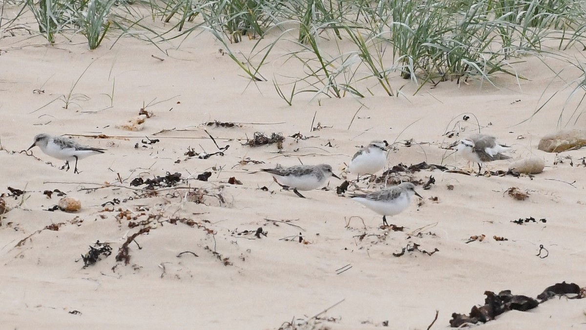 Пісочник рудоголовий - ML646623091