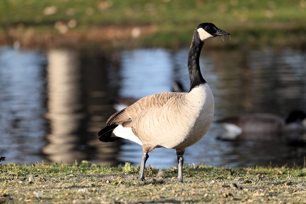 Казарка канадська - ML646623092