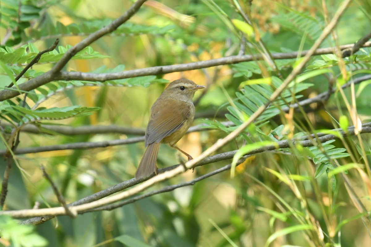 Широкохвістка вохриста - ML646623096