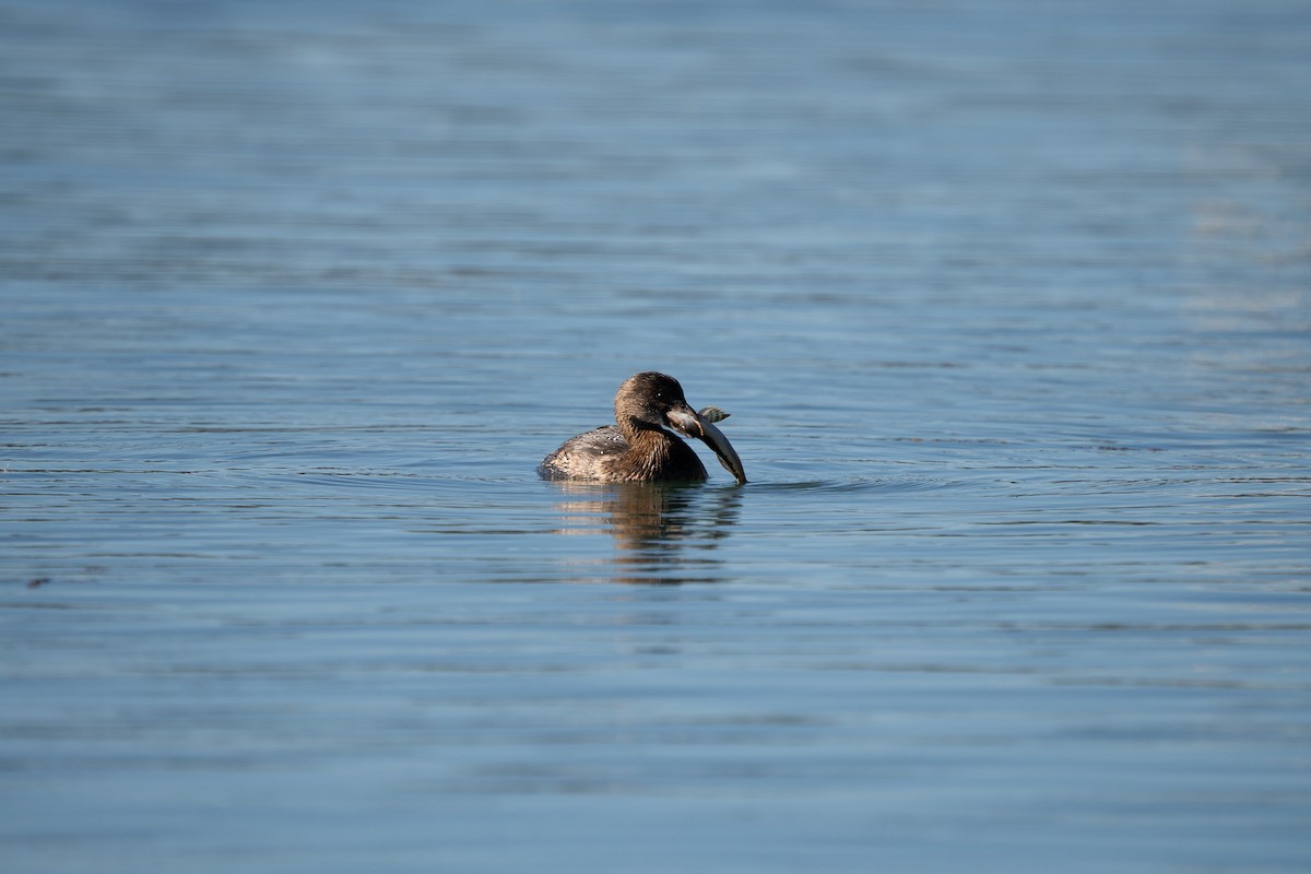 Pied-billed Grebe - ML646623097