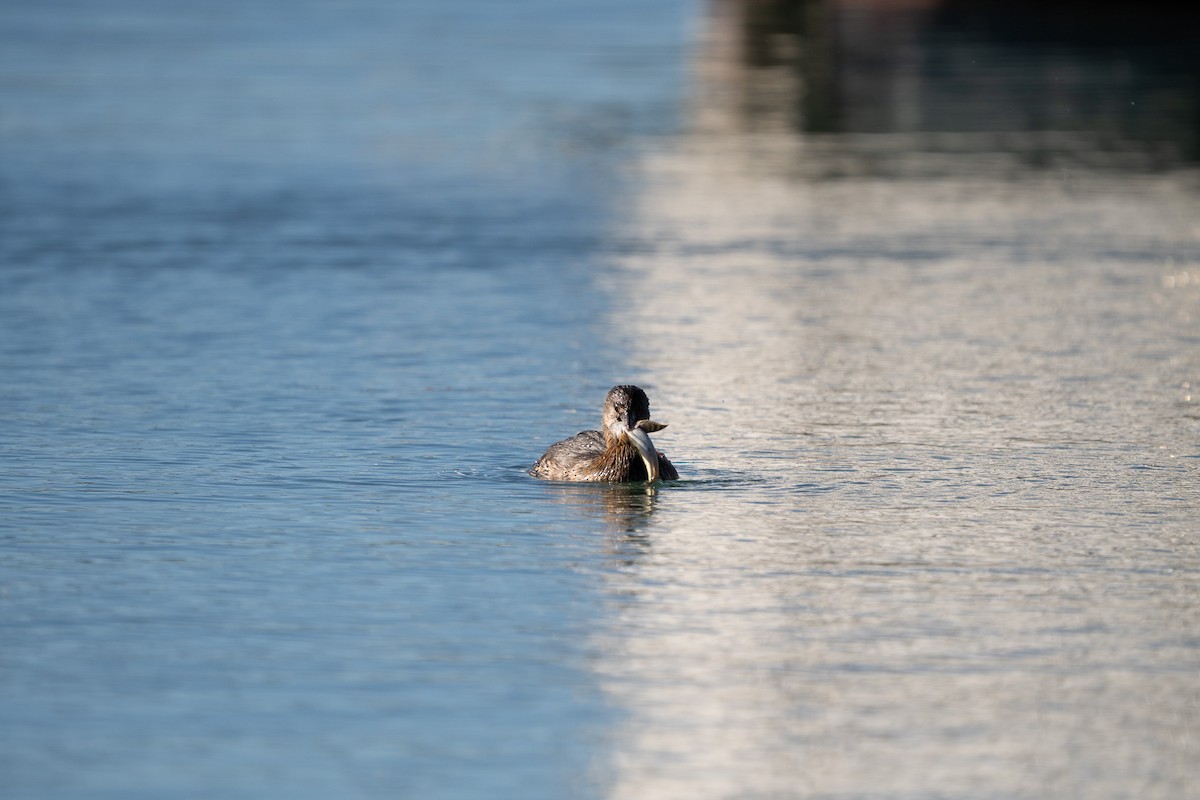 Pied-billed Grebe - ML646623098