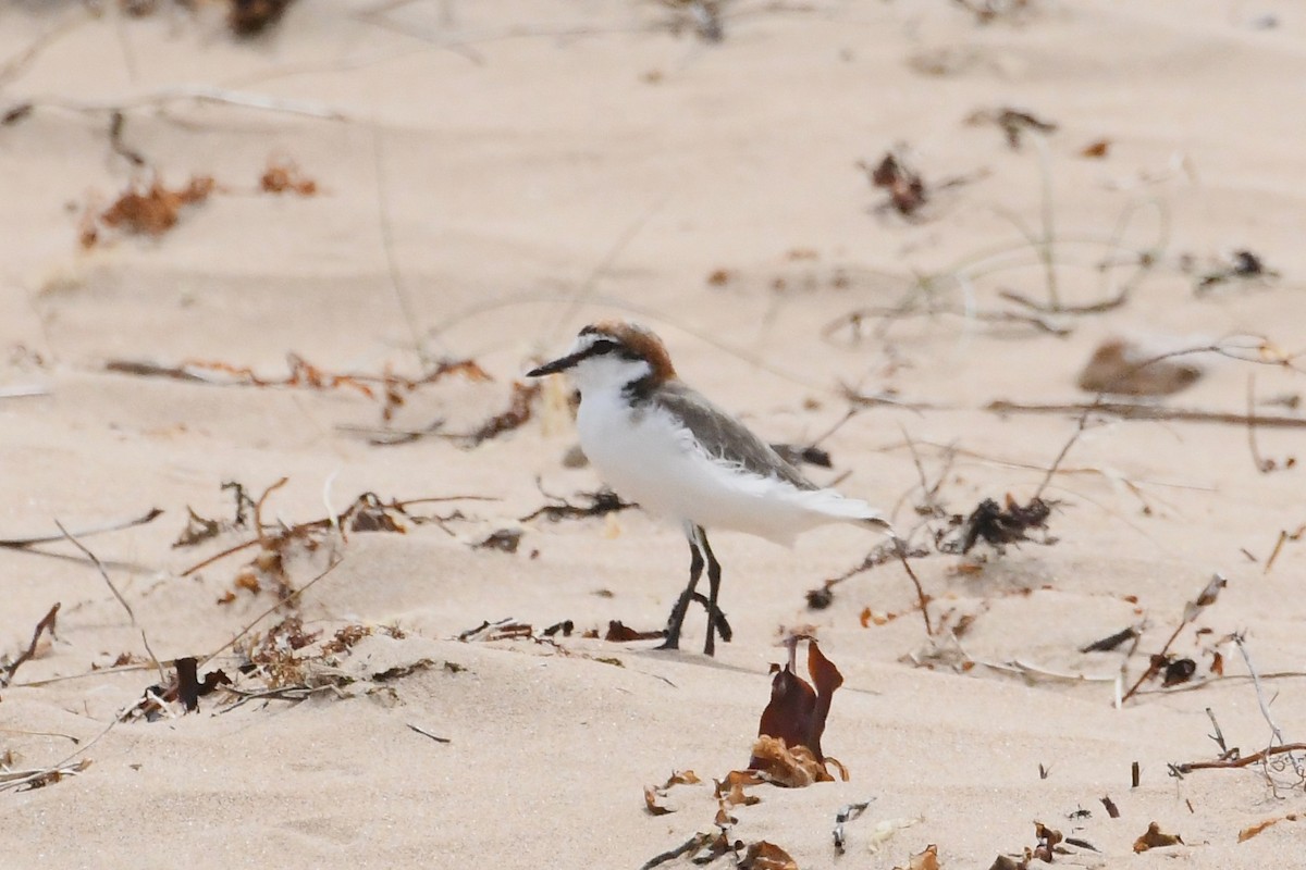 Пісочник рудоголовий - ML646623099