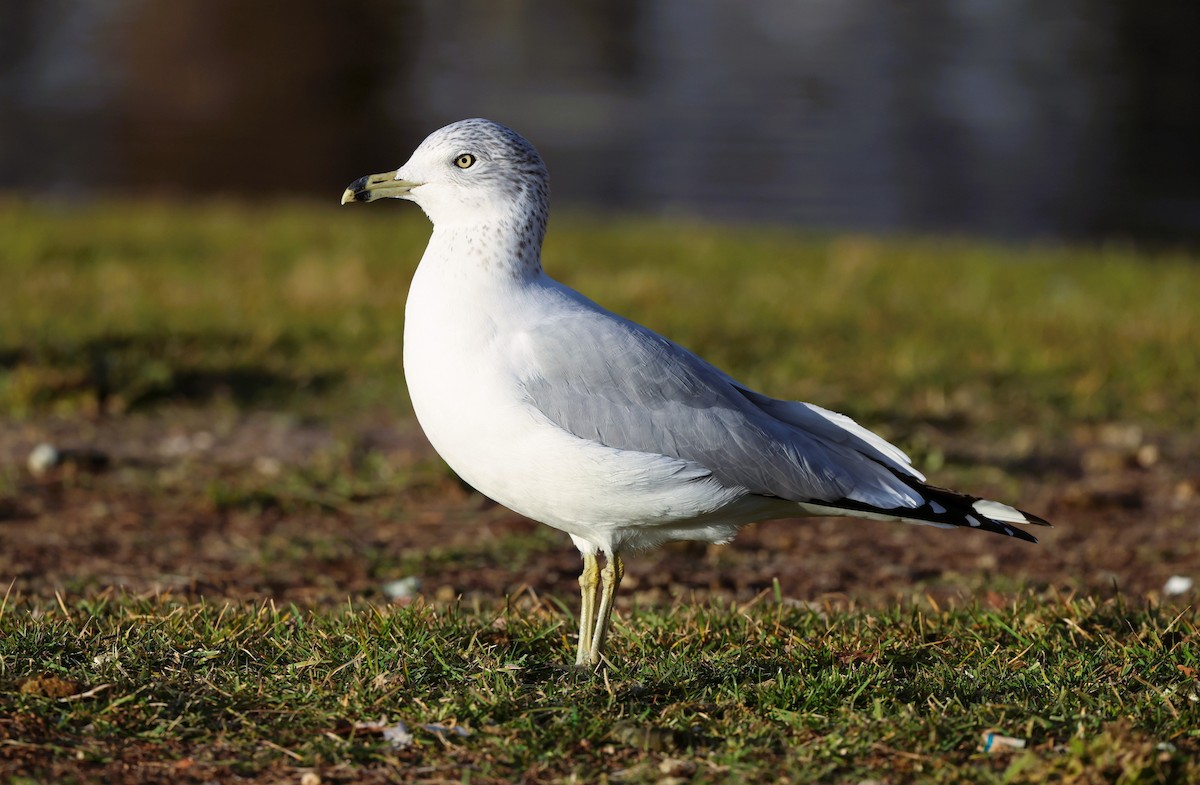 Мартин делаверський - ML646623100