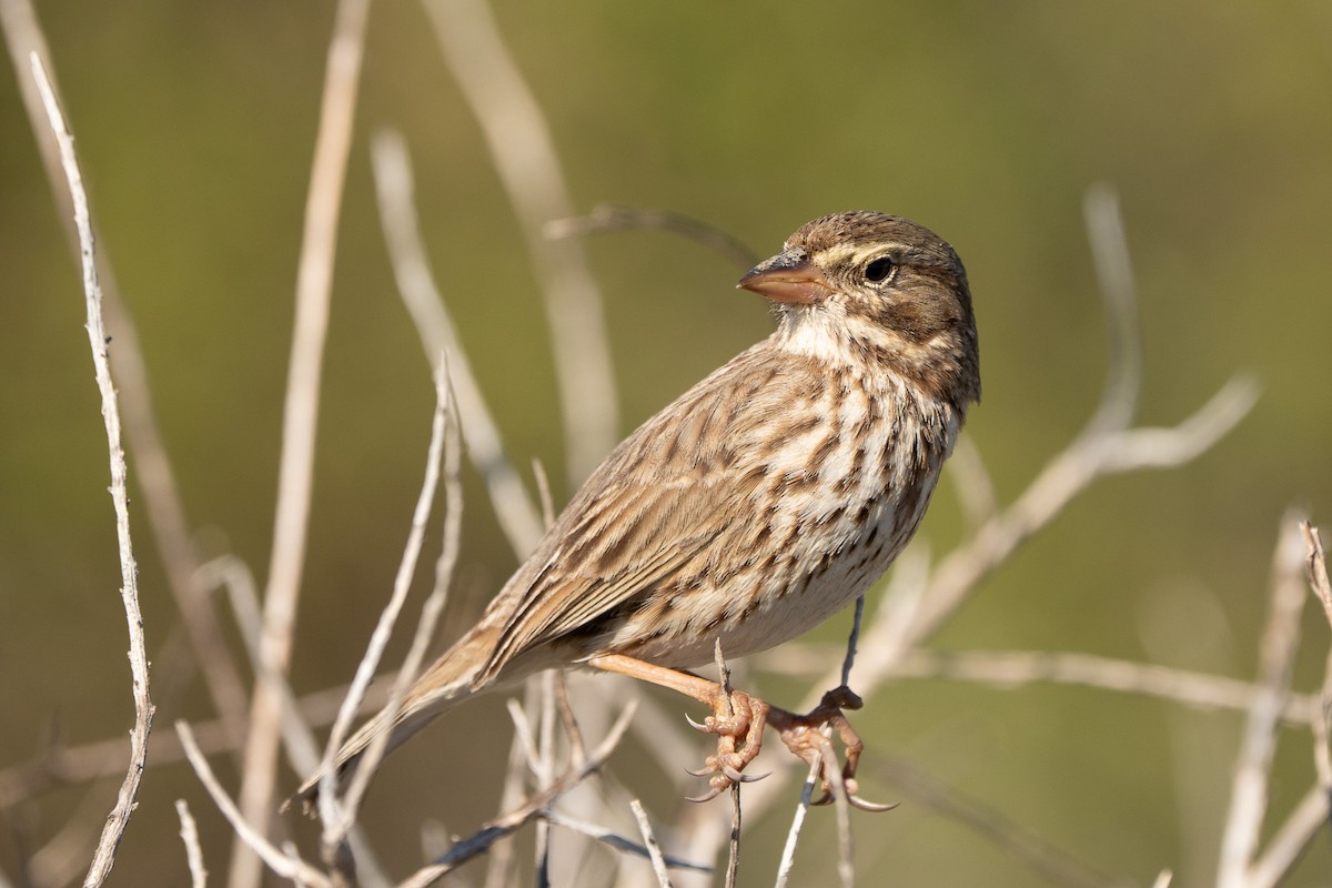 Пасовник савановий - ML646623101