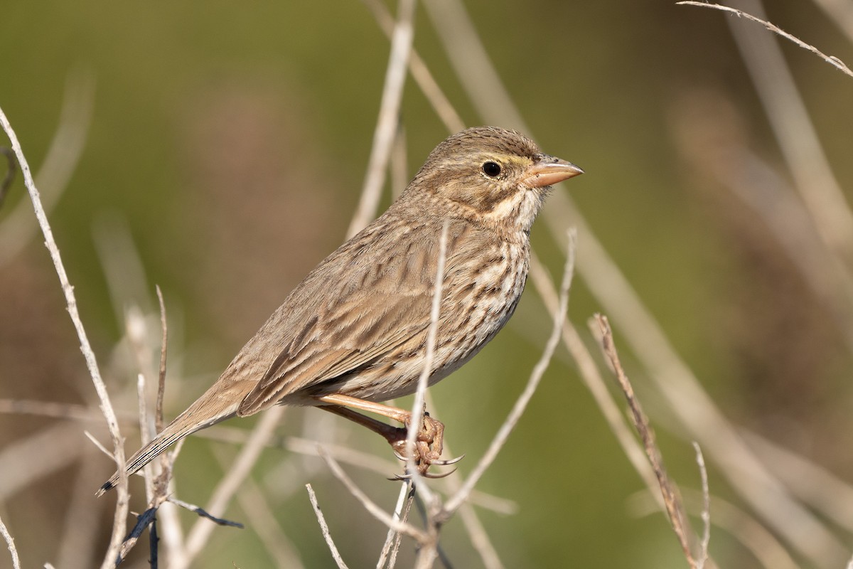 Пасовник савановий - ML646623102