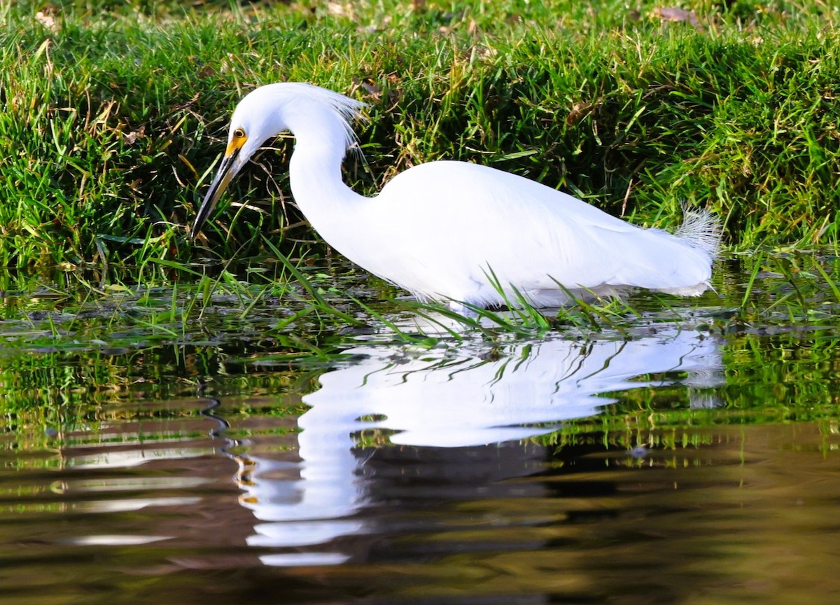 Snowy Egret - ML646623103