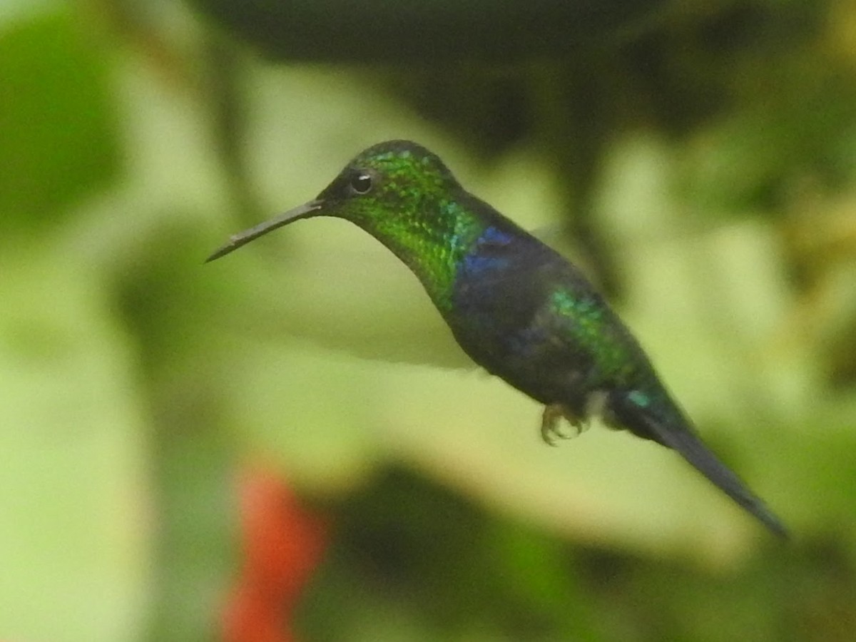 Колібрі-лісовичок фіолетоволобий - ML646623104