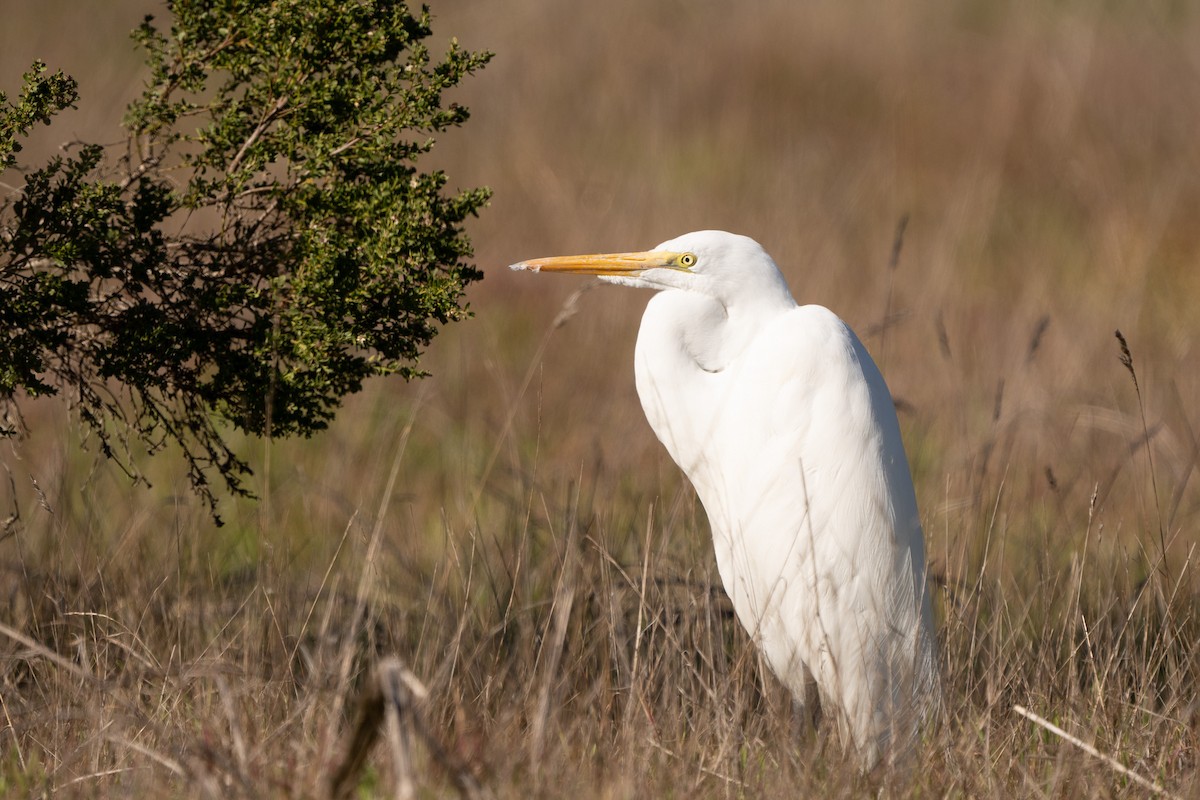 California Thrasher - ML646623105